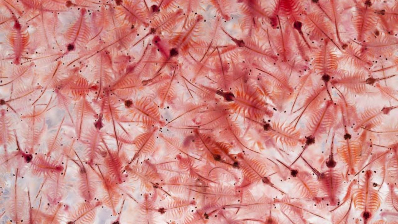 Sử dụng artemia trong ương nuôi tôm