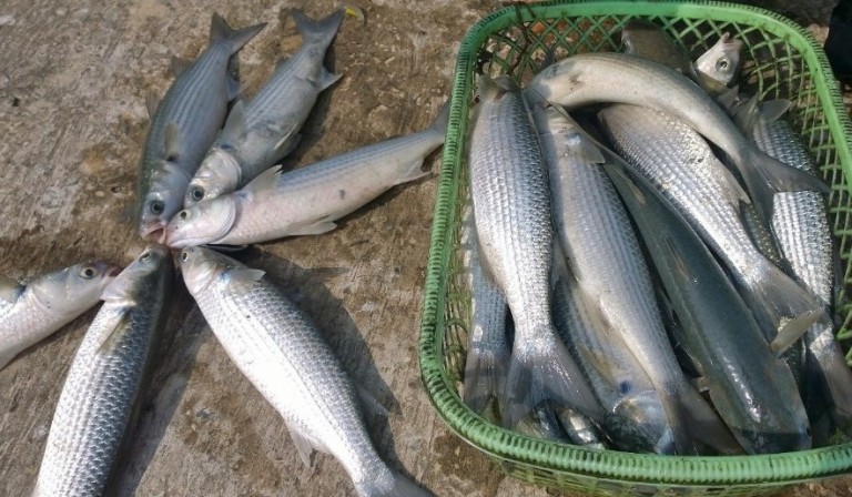 Thông tin về nuôi cá đối