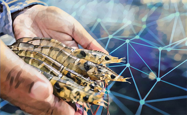 Đối tác tôm bền vững (SSP), Ecuador ra mắt ứng dụng truy xuất nguồn gốc dựa trên blockchain