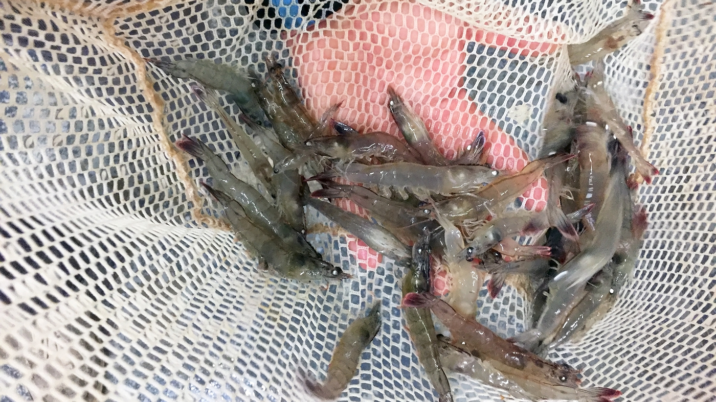 Chữa bệnh phân trắng thành công phụ thuộc nhiều vào các yếu tố khác ngoài “thuốc men”