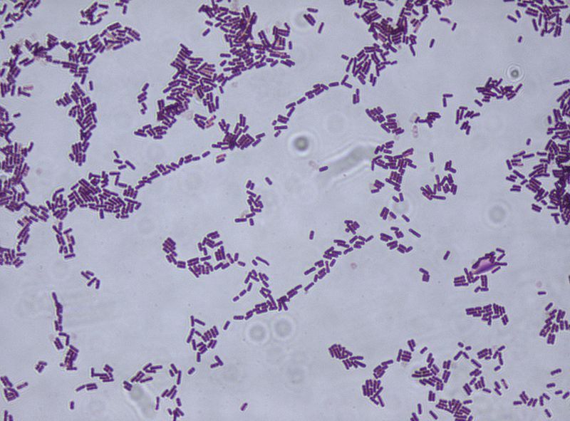 Vi sinh vật hữu ích - Phần 2: Bacillus spp 