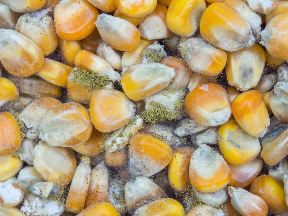 Mycotoxin: Mối nguy thầm lặng trong nuôi tôm
