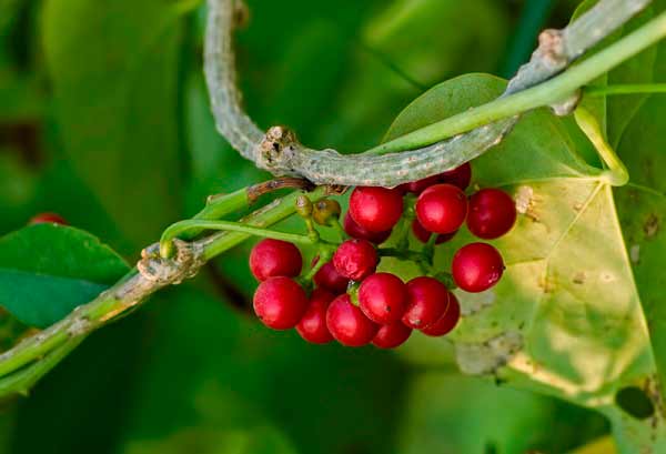 (4) Danh mục dược thảo ứng dụng trong nuôi trồng thủy sản