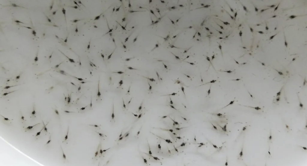 Các nhà khoa học Trung Quốc xác nhận virus mới gây bệnh trên tôm giống (post larvae)