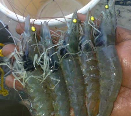 Phân lập và xác định đặc điểm của vi khuẩn gây bệnh đen mang ở tôm thẻ chân trắng