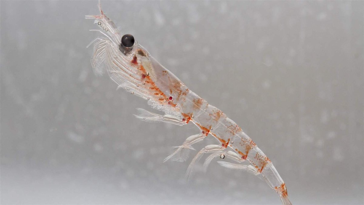 Dầu krill giúp cải thiện tăng trưởng và tỷ lệ sống của tôm giống