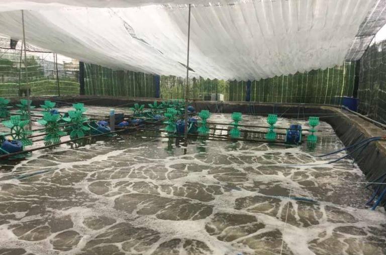 Kỹ thuật ương Raceway giúp gia tăng tỷ lệ sống và tốc độ tăng trưởng của tôm