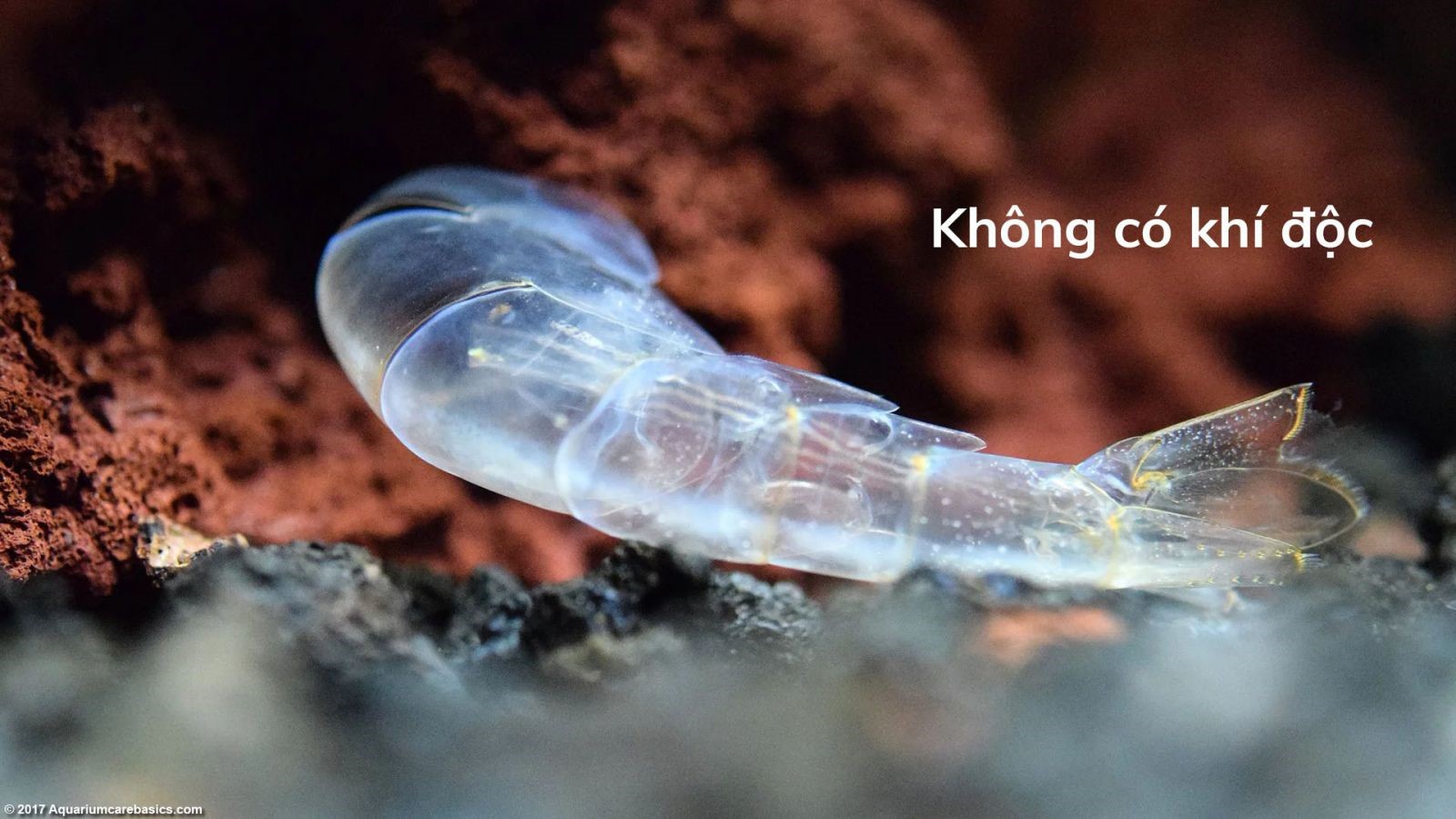 Lột xác và quản lý quá trình lột xác ở tôm nuôi