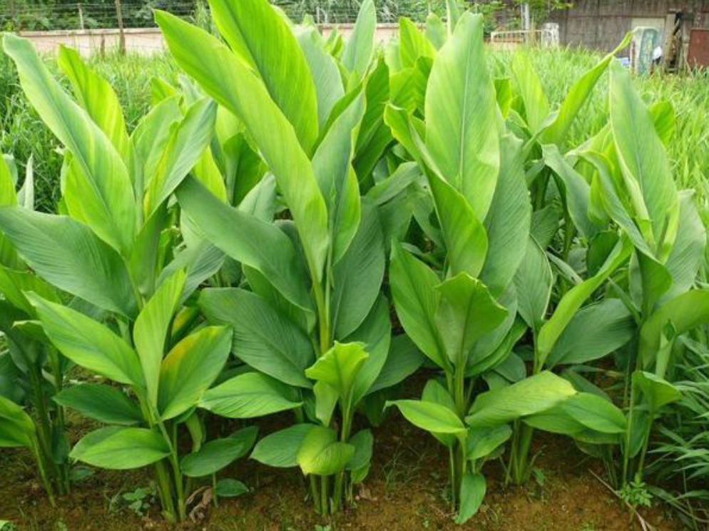(3) Danh mục dược thảo ứng dụng trong thủy sản