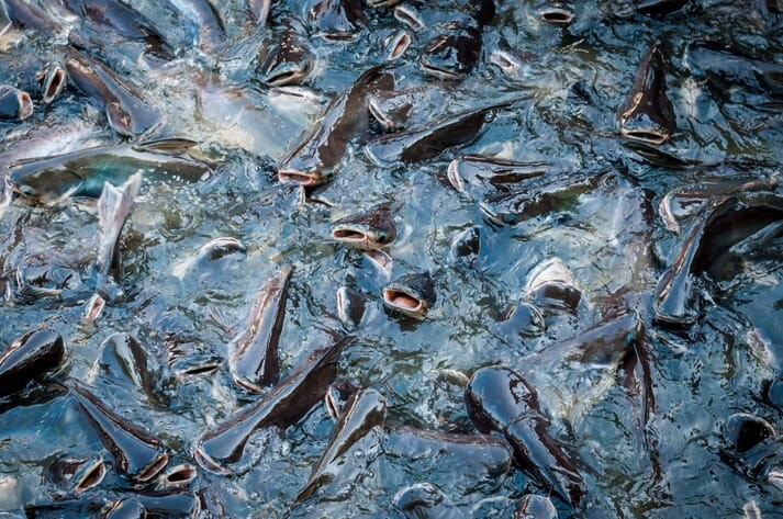 Tạo ra cá da trơn (catfish) toàn cái không cần dùng hormone