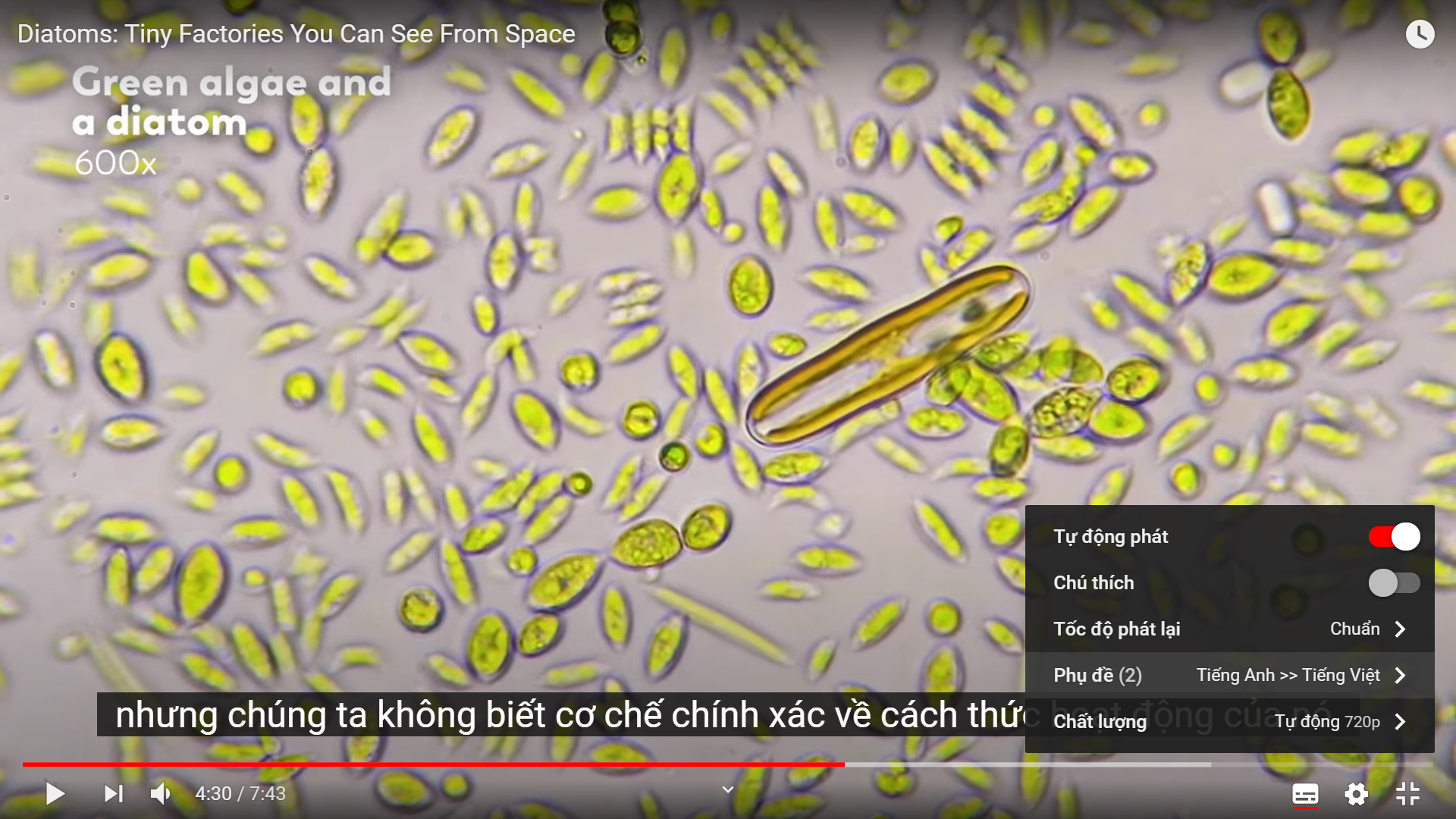 Hướng dẫn xem phụ đề tiếng Việt trên video