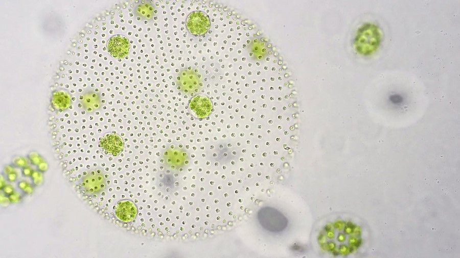 Quản lý tốt tảo trong ao tôm có thể giúp giảm vibrio