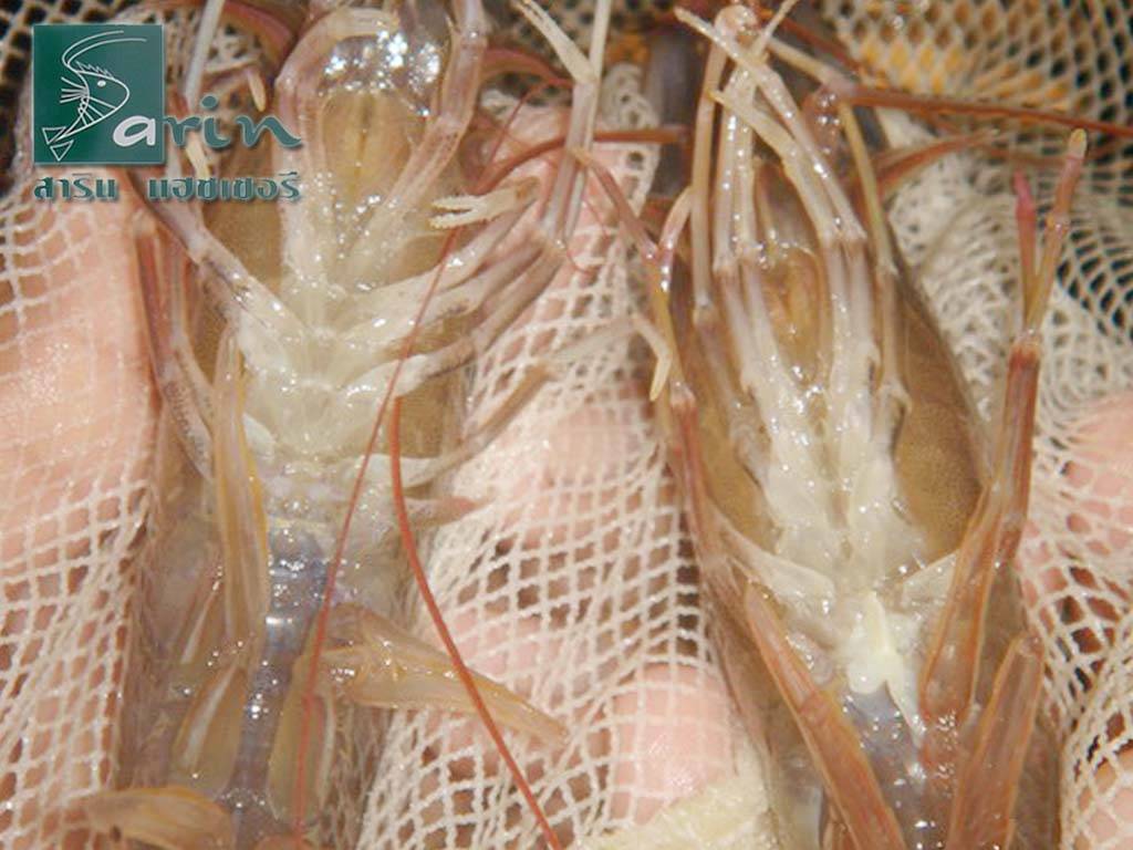 Sản xuất tôm giống chất lượng cao làm giảm EMS