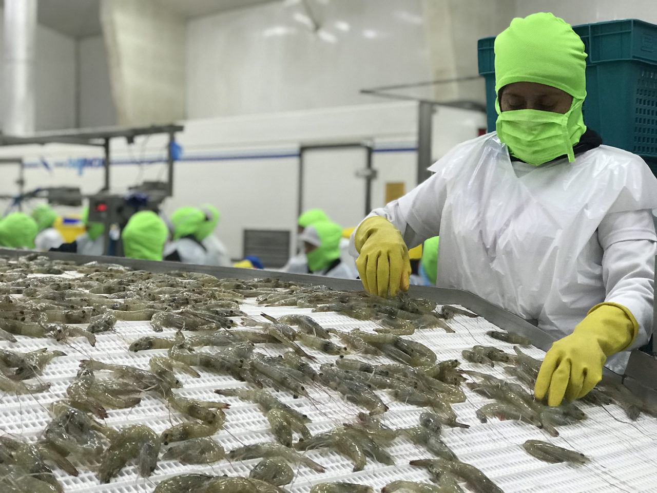 Dịch COVID-19 đã thay đổi dự báo tích cực về tôm trong năm 2020
