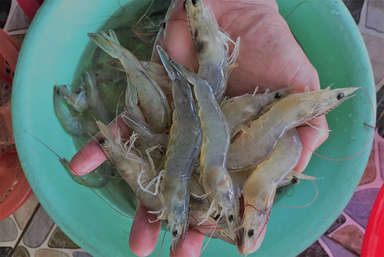 10 điều cơ bản trong nuôi tôm