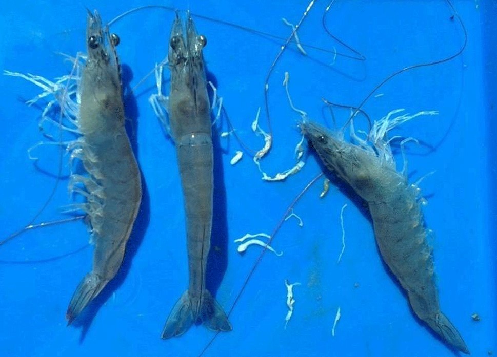 Bệnh phân trắng và biện pháp giải quyết