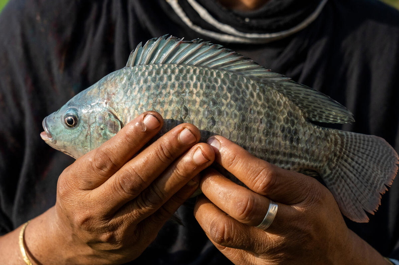 BÁO CÁO PHÂN TÍCH CÁ RÔ PHI THEO QUÍ - THÁNG 10.2025