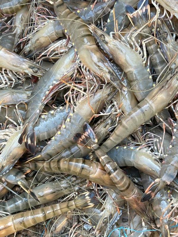 Xuất khẩu tôm đạt 1,31 tỷ USD