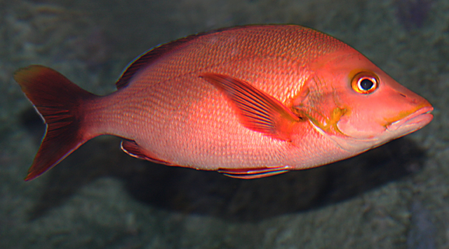 Ấn Độ đột phá trong nuôi cá hồng (red snapper)