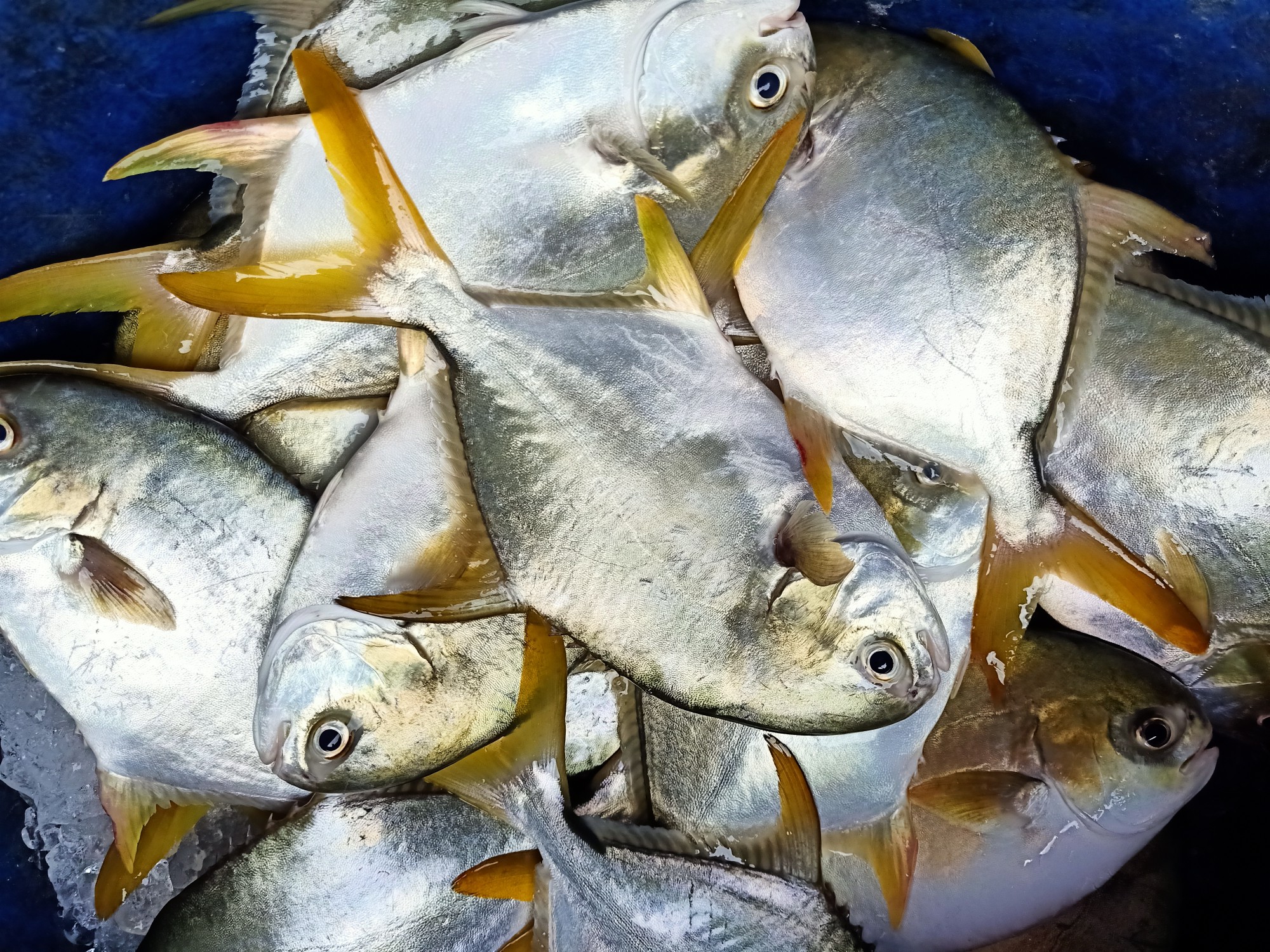 Nuôi cá trong độ mặn thấp
