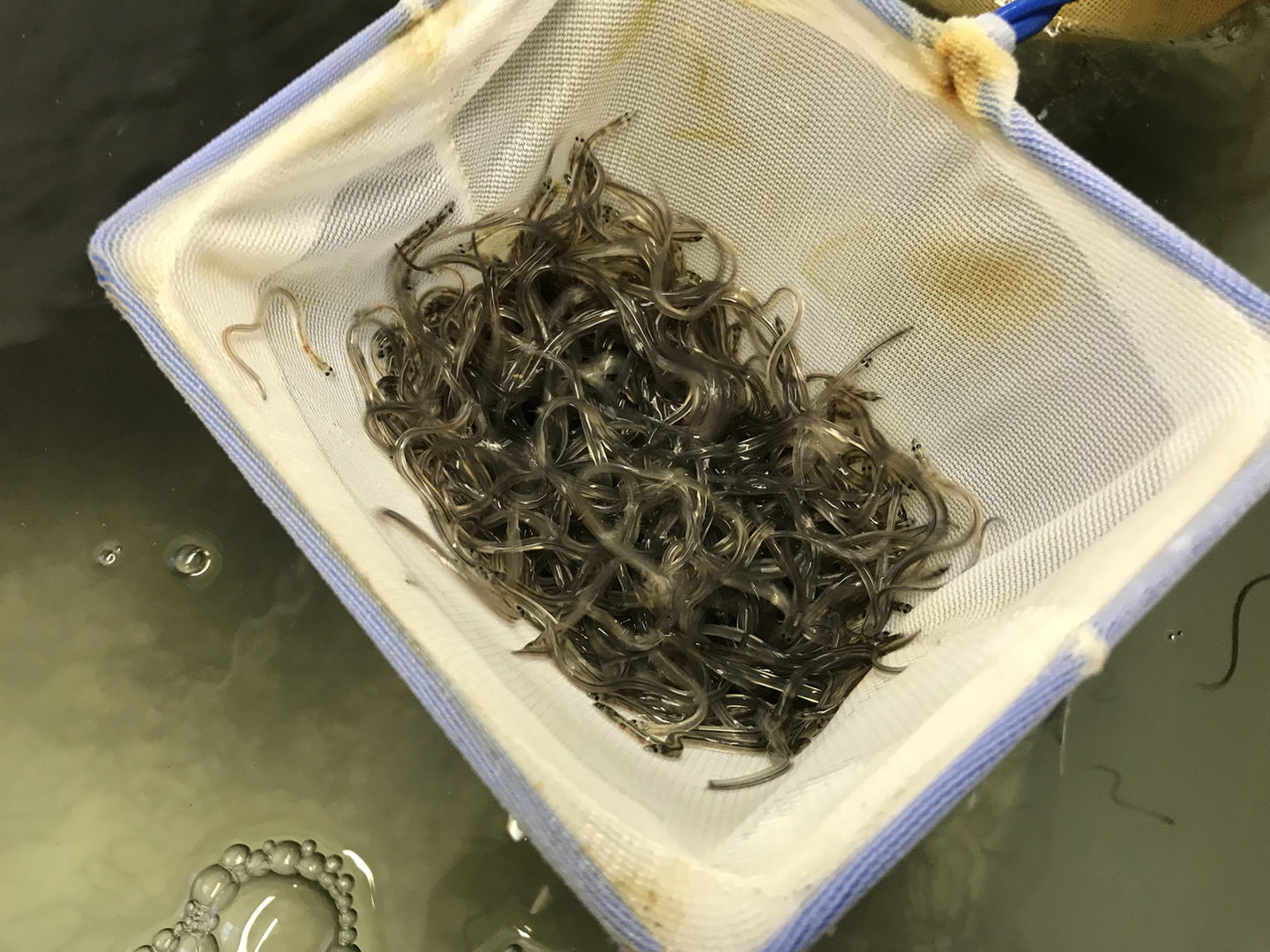 American Unagi đưa nghề nuôi cá chình “về nhà”