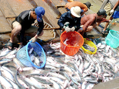 Thu hoạch cá tra nuôi ở Miền Tây