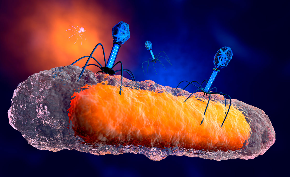 Thực thể khuẩn (phage) - kẻ thù của virus