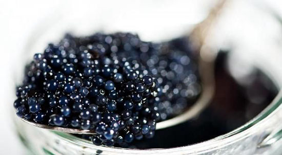 Bên trong trang trại nuôi và sản xuất trứng cá Caviar duy nhất ở Mỹ